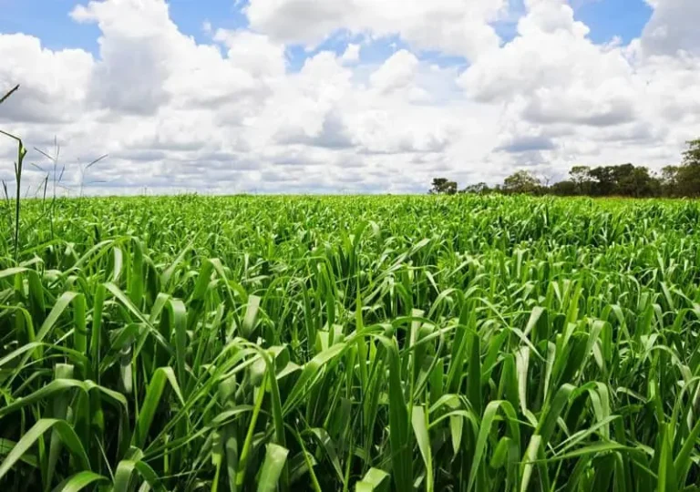 Pasto hibrido Mavuno