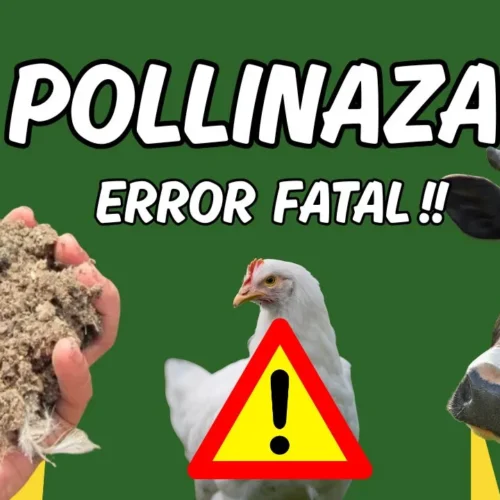 pollinaza para ganado riesgos