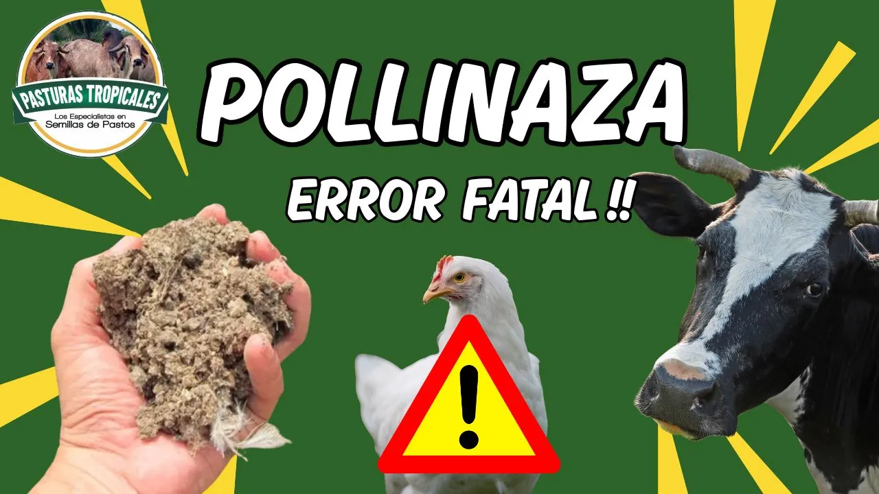 pollinaza para ganado riesgos