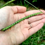 Brachiaria decumbens en suelos inundables comparación con Humidicola Colombia