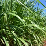 Costo establecimiento pasto Mombasa por hectárea - semilla certificada