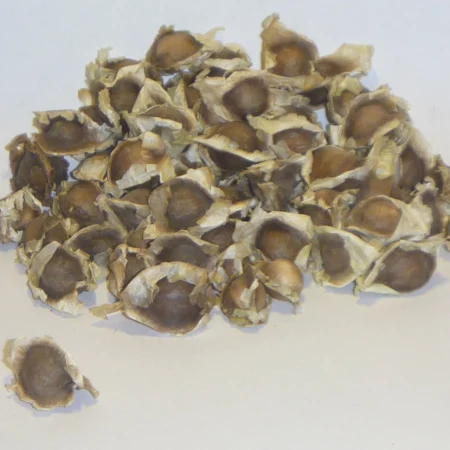 Semilla de Moringa oleifera para ganado - Pasturas Tropicales