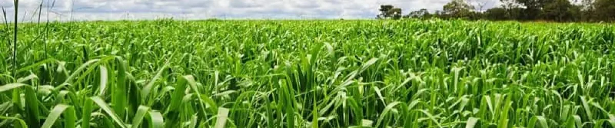 Pasto hibrido Mavuno